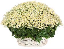 Цветочная композиция из Ромашки в корзине #REPLACE_PRED# Боршева